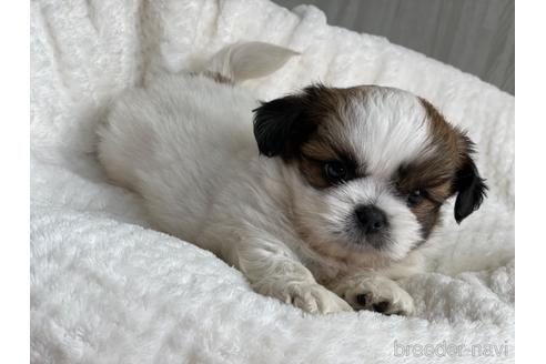 成約済の京都府のミックス犬-139648の1枚目