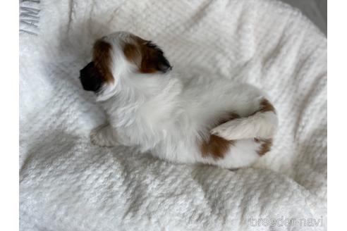 成約済の京都府のミックス犬-139648の5枚目