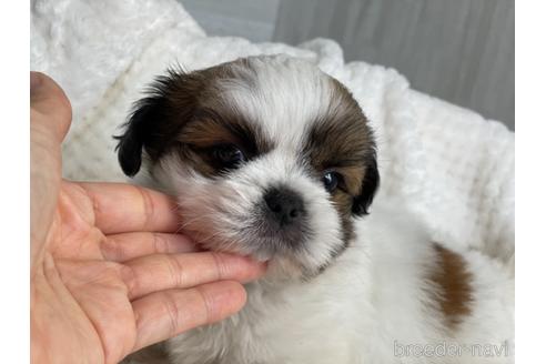 成約済の京都府のミックス犬-139648の4枚目