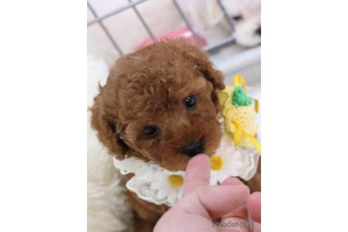 成約済の福岡県のトイプードル-139649の4枚目
