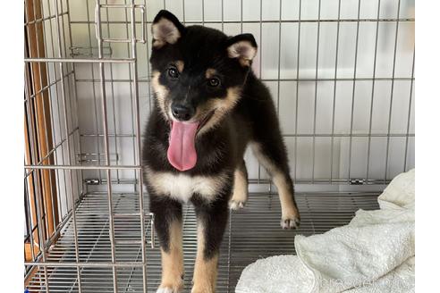 成約済の岡山県の豆柴-126635の5枚目