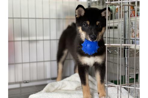 成約済の岡山県の豆柴-126635の1枚目