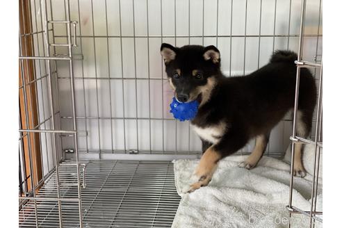 成約済の岡山県の豆柴-126635の4枚目