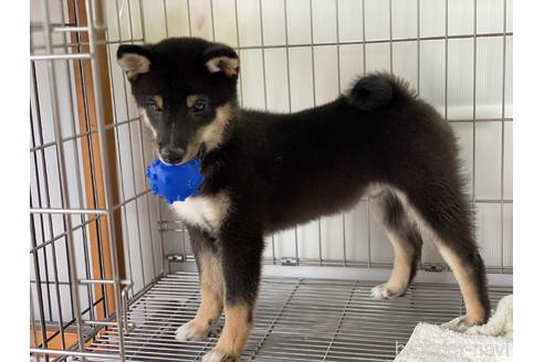 成約済の岡山県の豆柴-126635の3枚目