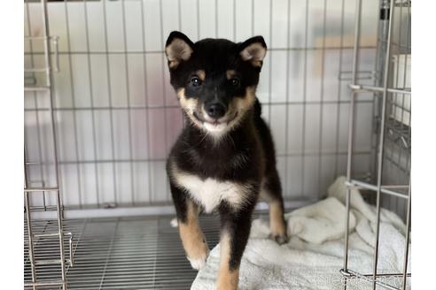 成約済の岡山県の豆柴-126635の2枚目