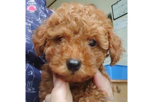 成約済の北海道のトイプードル-139661の1枚目