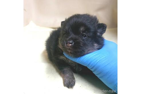 成約済の茨城県のポメラニアン-138911の45枚目
