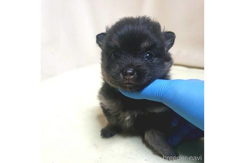 成約済の茨城県のポメラニアン-138911の42枚目
