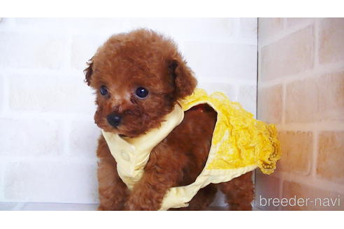 成約済の福岡県のティーカッププードル-134990の2枚目