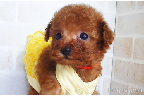 成約済の福岡県のティーカッププードル-134990の1枚目