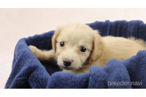 成約済の千葉県のチワックス:チワワ×ミニチュアダックスフンド-139680の3枚目