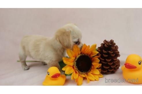 成約済の千葉県のチワックス:チワワ×ミニチュアダックスフンド-139681の1枚目