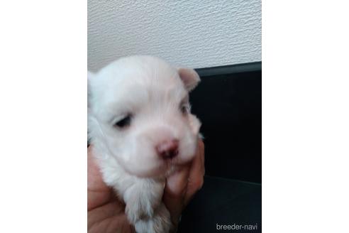 子犬