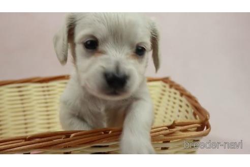成約済の千葉県のチワックス:チワワ×ミニチュアダックスフンド-139693の1枚目