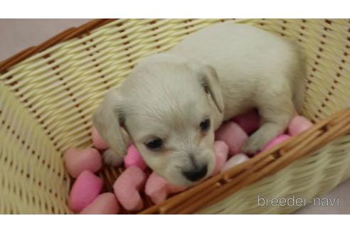成約済の千葉県のチワックス:チワワ×ミニチュアダックスフンド-139693の2枚目
