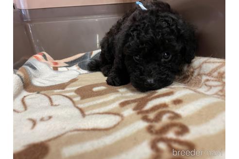 成約済の愛媛県のトイプードル-139698の2枚目