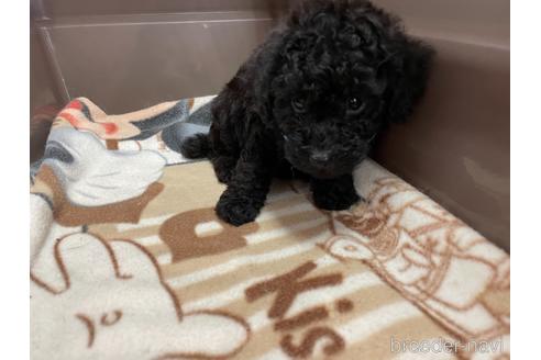 成約済の愛媛県のトイプードル-139698