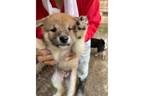 成約済の広島県の柴犬-139731の1枚目