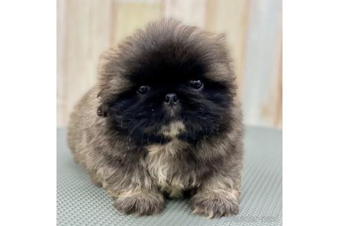 成約済の愛知県のペキニーズ-139739の11枚目