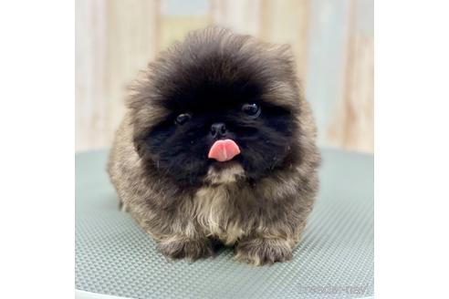 成約済の愛知県のペキニーズ-139739の12枚目