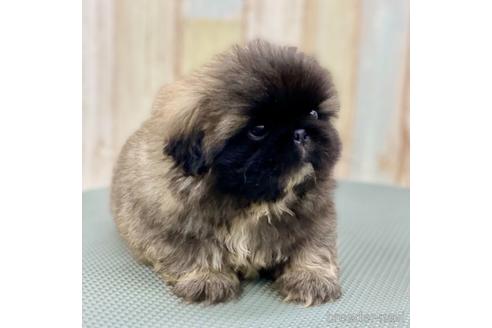 成約済の愛知県のペキニーズ-139739の13枚目