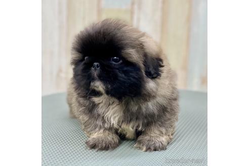 成約済の愛知県のペキニーズ-139739の14枚目