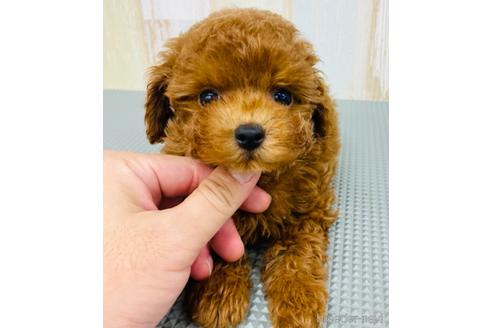 成約済の愛知県のトイプードル-139742の5枚目