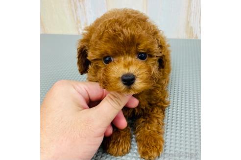 成約済の愛知県のトイプードル-139742の6枚目