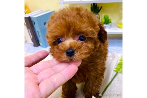 成約済の愛知県のトイプードル-139751の5枚目