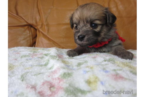 成約済の福岡県のミックス犬-139744の1枚目