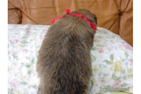 成約済の福岡県のミックス犬-139744の2枚目