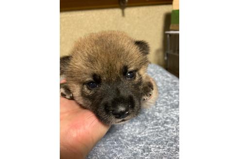 成約済の広島県の柴犬-138439の5枚目