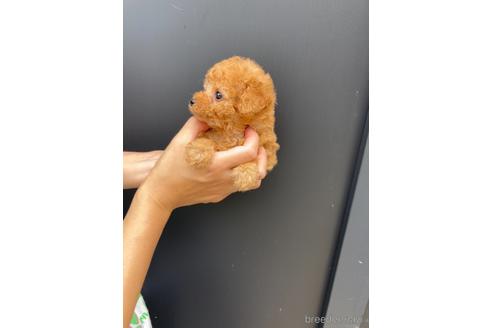 成約済の愛媛県のティーカッププードル-137579の6枚目
