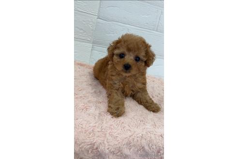 愛媛県のティーカッププードル 男の子 21 05 17生まれ 両親ティーカップサイズ 子犬id ブリーダーナビ 愛媛県のティーカッププードル 男の子 21 05 17生まれ 両親ティーカップサイズ 子犬id ブリーダーナビ