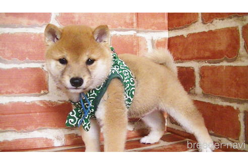 成約済の福岡県の豆柴-134972の8枚目