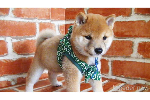 成約済の福岡県の豆柴-134972