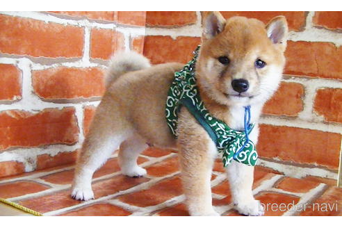 成約済の福岡県の豆柴-134972の7枚目