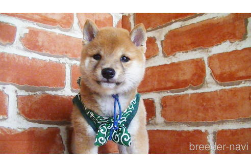 成約済の福岡県の豆柴-134972の6枚目