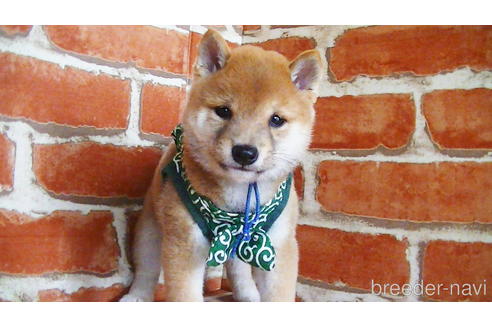 成約済の福岡県の豆柴-134972の5枚目