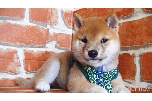 成約済の福岡県の豆柴-134972の4枚目