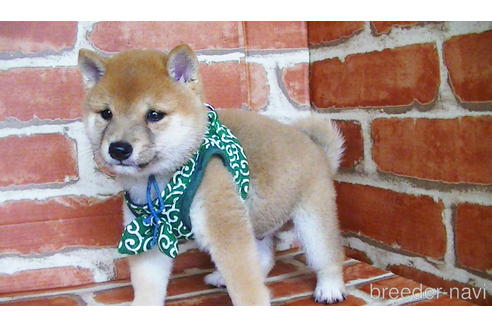 成約済の福岡県の豆柴-134972の3枚目