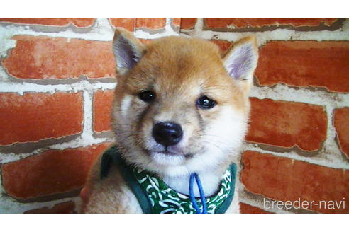 成約済の福岡県の豆柴-134972の2枚目