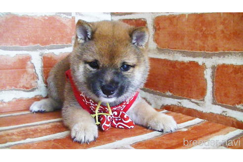 成約済の福岡県の豆柴-134982の6枚目