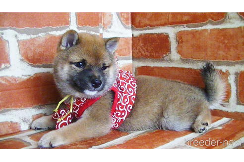 成約済の福岡県の豆柴-134982の5枚目