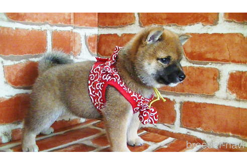 成約済の福岡県の豆柴-134982の4枚目