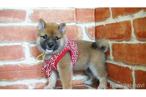 成約済の福岡県の豆柴-134982の3枚目