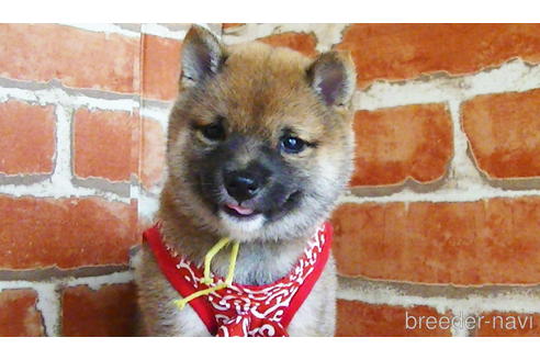 成約済の福岡県の豆柴-134982