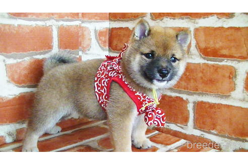 成約済の福岡県の豆柴-134982の2枚目