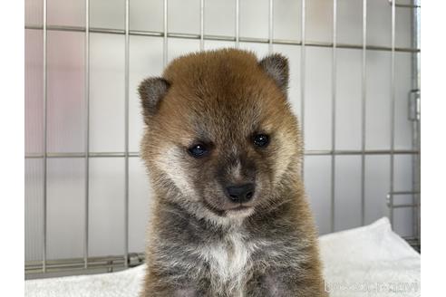 成約済の岡山県の豆柴-137683の1枚目