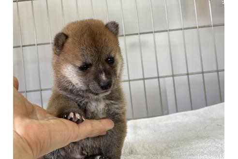 成約済の岡山県の豆柴-137683の5枚目